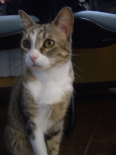 Simba Bild von Simba