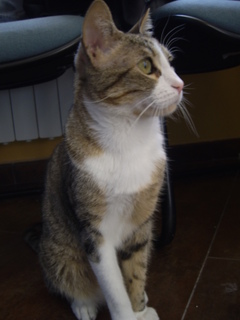 Simba Bild von Simba