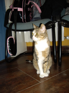 Simba Bild von Simba