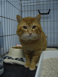 Amadeus Bild von Amadeus