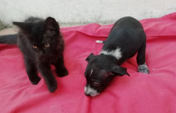 Junior Bild von Junior