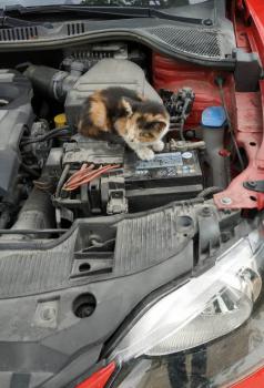 Gatúbella Bild von Gatubella