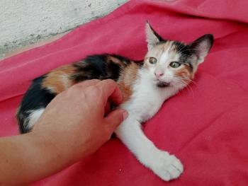 Gatúbella Bild von Gatubella