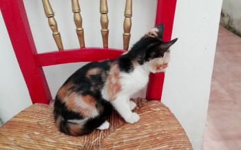 Gatúbella Bild von Gatubella