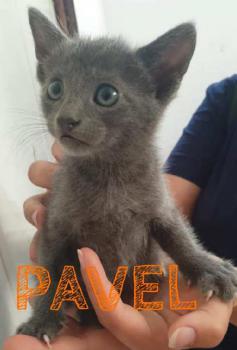 Pavel Bild von Pavel