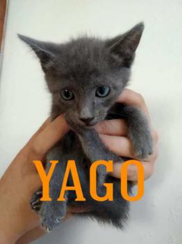 Yago Bild von Yago