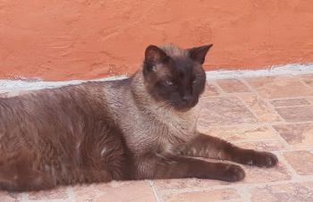 Roni Bild von Roni