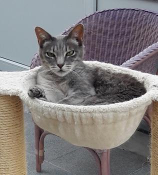 Simba Bild von Simba
