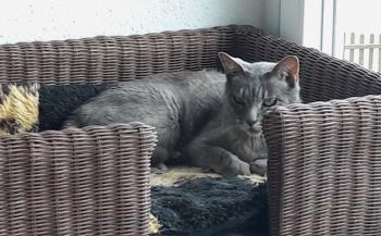 Simba Bild von Simba
