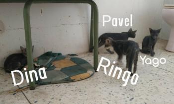 Dina Bild von Dina