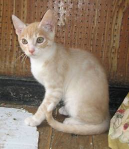 Archie Bild von Archie