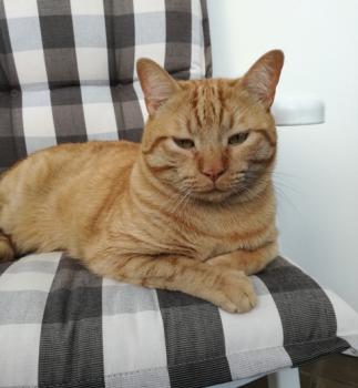 Bild von Garfield