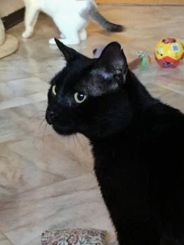 Babush Bild von Babush
