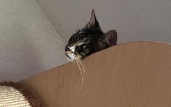Suzette Bild von Suzette