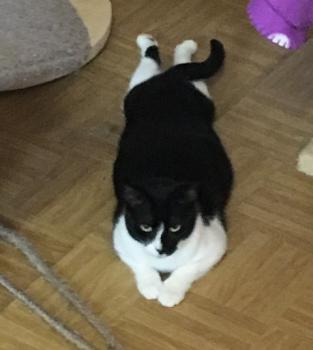Wanda Bild von Wanda