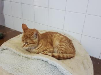 Ginger Bild von Ginger