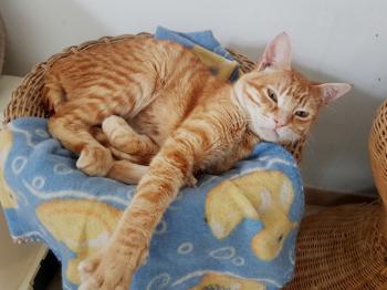 Ginger Bild von Ginger