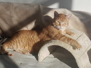 Ginger Bild von Ginger