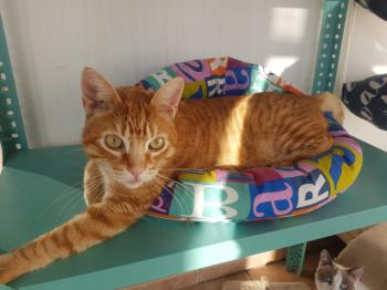 Ginger Bild von Ginger