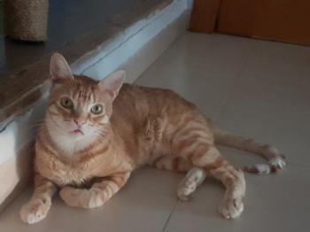Ginger Bild von Ginger