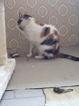 Felicia Bild von Felicia