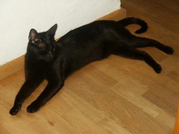 Philo Bild von Philo