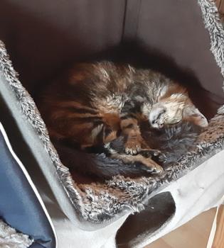 Tino Bild von Tino