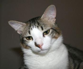 Boni Bild von Boni