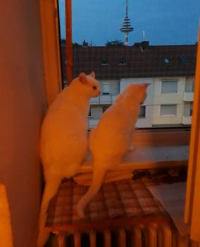 Sascha Bild von Sascha