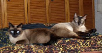Samael Bild von Samael