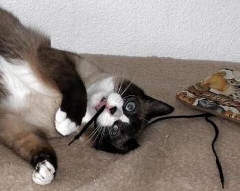 Olin Bild von Olin