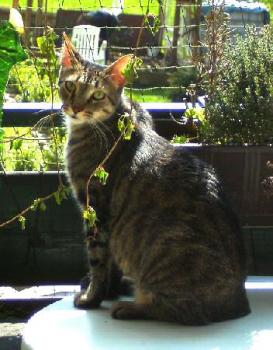 Ramses Bild von Ramses