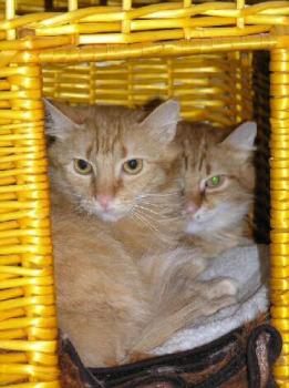 Tim und Tom Bild von Patatan
