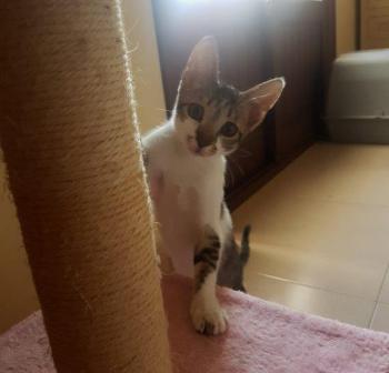 Maisha Bild von Maisha
