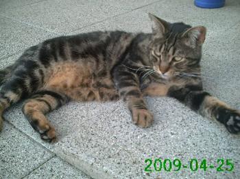 Gordo Bild von Gordo