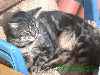 Gordo Bild von Gordo