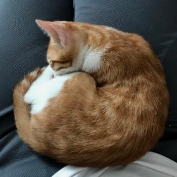 Hazel Bild von Hazel