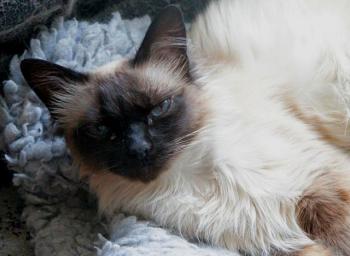 Sophia Bild von Sophia