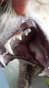 Pancho Bild von Pancho
