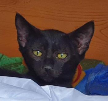 Lua Bild von Lua