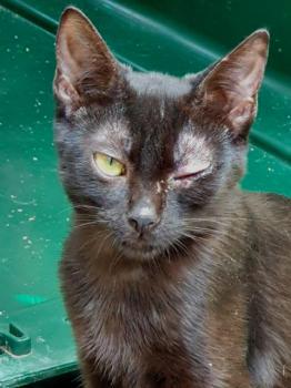 Shasa Bild von Shasa