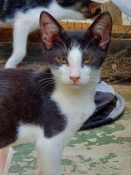 Lancelot Bild von Lancelot