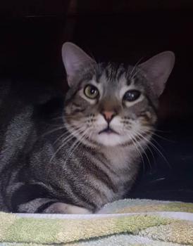 Benji Bild von Benji