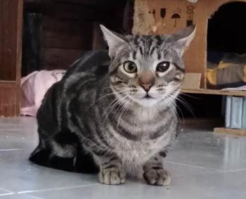 Benji Bild von Benji