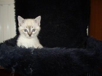 Sylar Bild von Sylar