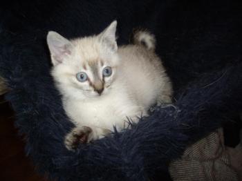 Sylar Bild von Sylar