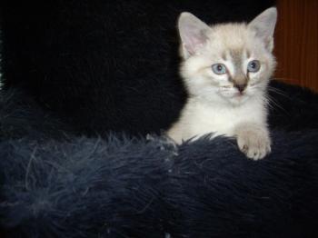 Sylar Bild von Sylar
