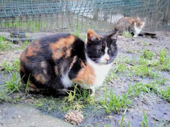 Petula Bild von Petula