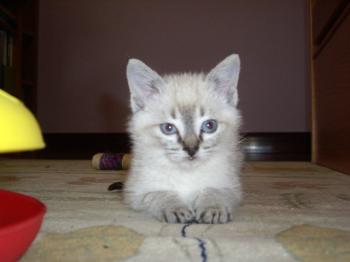 Sylar Bild von Sylar