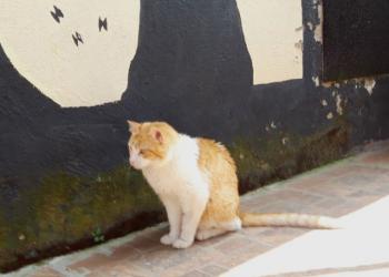 Gilito Bild von Gilito